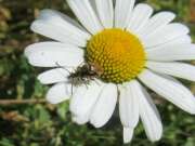 Thumbnail 412040 B