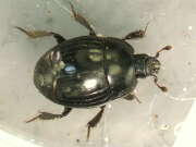 Thumbnail 412065 A