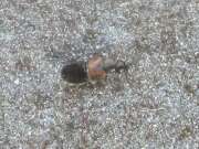 Thumbnail 412084 A