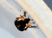 Thumbnail 412231 B