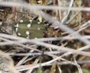 Thumbnail 412267 A