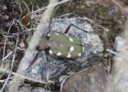 Thumbnail 412267 B
