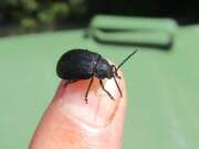 Thumbnail 412448 A