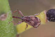 Thumbnail 412453 B