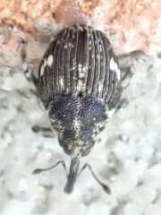 Thumbnail 412504 B