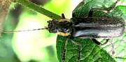 Thumbnail 412505 A