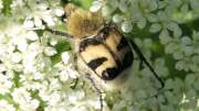 Thumbnail 412518 B