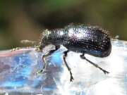 Thumbnail 412544 C