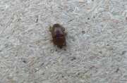 Thumbnail 412575 B