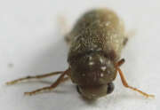 Thumbnail 412657 B