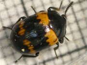 Thumbnail 412723 B