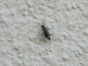 Thumbnail 412745 B