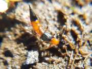 Thumbnail 412763 A