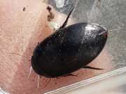 Thumbnail 412767 B