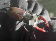 Thumbnail 412841 A
