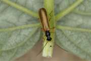 Thumbnail 412899 B