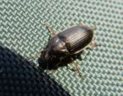 Thumbnail 412909 B
