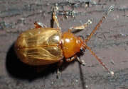 Thumbnail 413066 A
