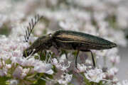 Thumbnail 413087 B