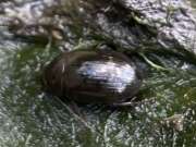 Thumbnail 413094 A