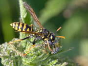 Thumbnail 413237 B