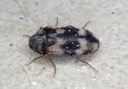 Thumbnail 413303 B