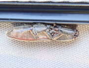 Thumbnail 413312 B