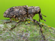 Thumbnail 413505 A
