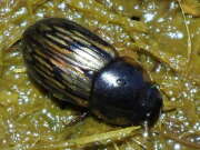 Thumbnail 413513 B