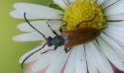 Thumbnail 413534 B