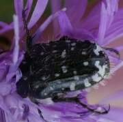 Thumbnail 413535 B