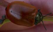 Thumbnail 413610 A