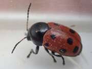 Thumbnail 413638 B