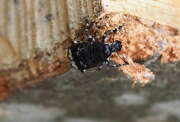 Thumbnail 413673 B