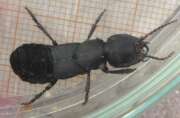 Thumbnail 413742 B