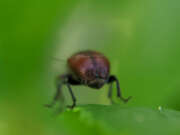 Thumbnail 413897 B