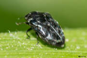 Thumbnail 413906 B