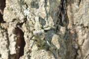 Thumbnail 413976 B