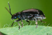 Thumbnail 413983 B
