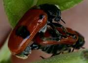 Thumbnail 414060 A