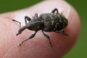 Thumbnail 414061 B