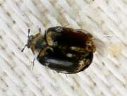 Thumbnail 414067 B