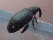 Thumbnail 414070 A
