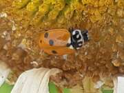 Thumbnail 414133 A