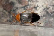 Thumbnail 414167 A