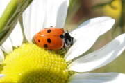 Thumbnail 414227 A