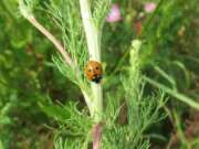 Thumbnail 414837 B