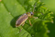 Thumbnail 414906 B