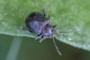 Thumbnail 414907 B