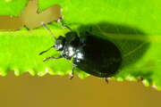 Thumbnail 414941 B